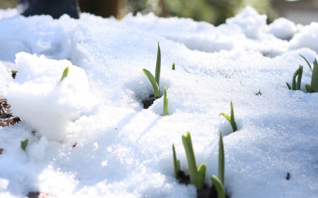 March 1st – Signs of Spring