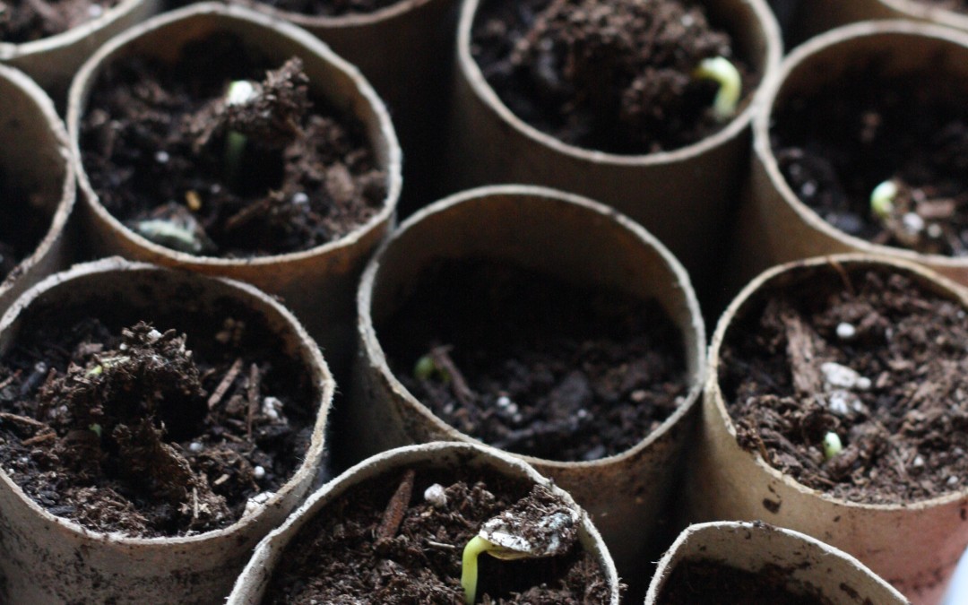 March 21st – The Miracle of Seedlings