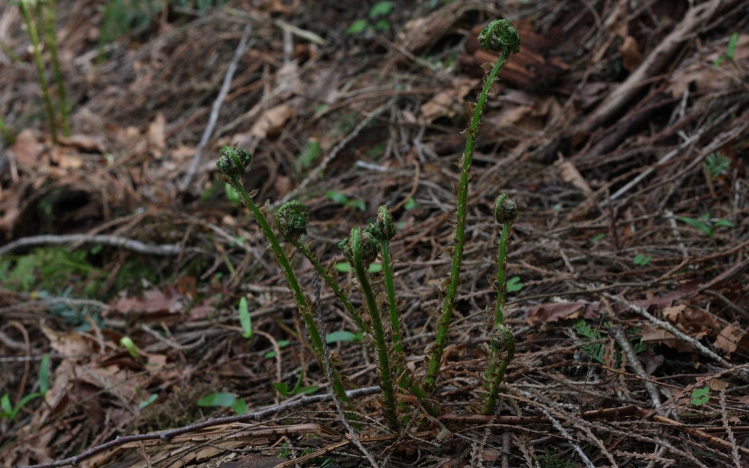 April 17th – Fresh Green Fiddleheads {Everyday Beauty}