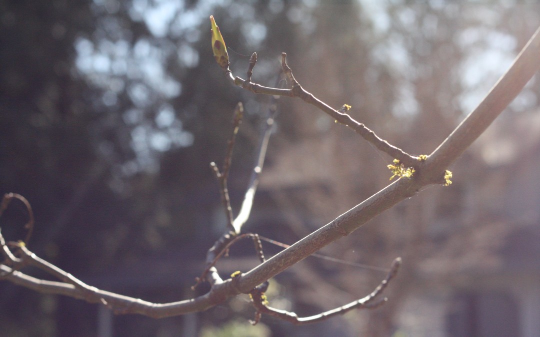 April 12th – Afternoon Sun on Emerging Buds {Everyday Beauty}