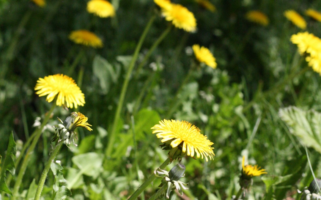 April 14th – Dandelion Fields {Everyday Beauty}