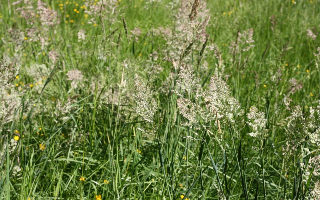 June 10th – Grass Gone to Seed {Everyday Beauty}