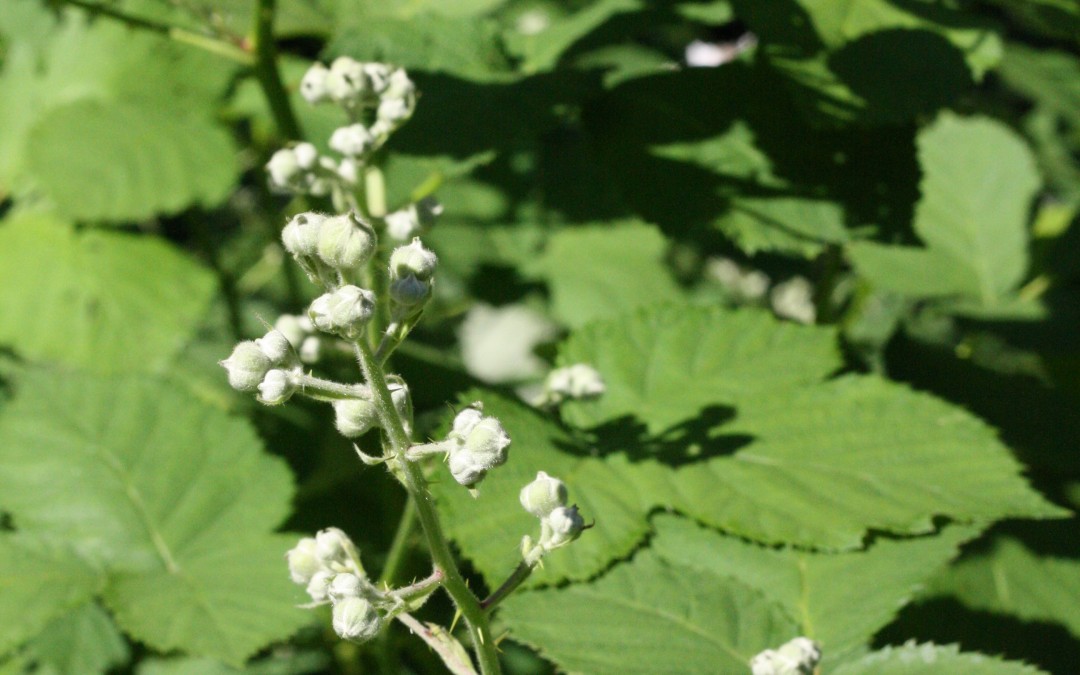 June 14th – The Promise of Blackberries {Everyday Beauty}