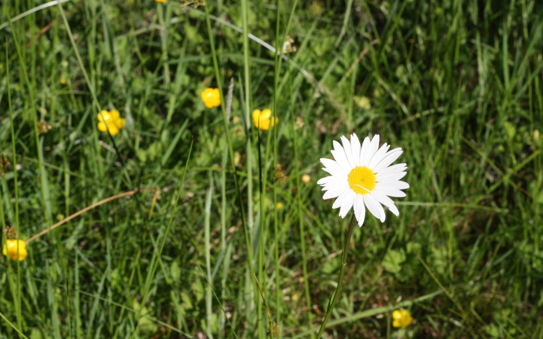 June 7th – Spring Daisies {Everyday Beauty}