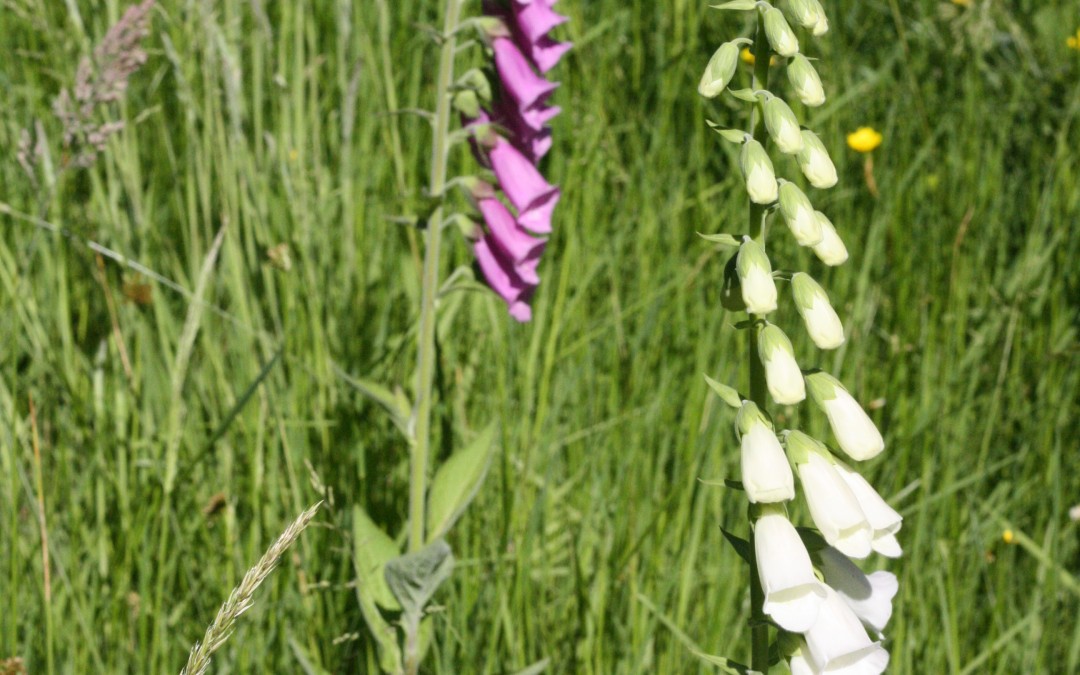 June 15th – Foxgloves {Everyday Beauty}