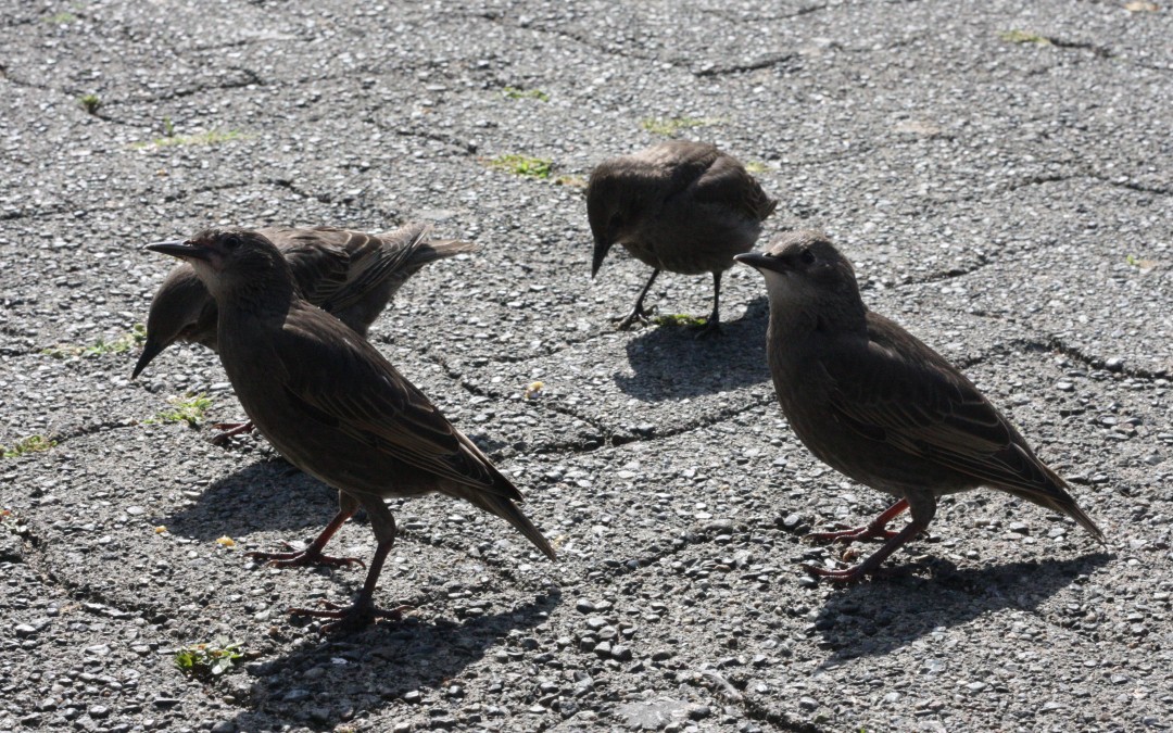 June 17th – Curious Birds {Everyday Beauty}