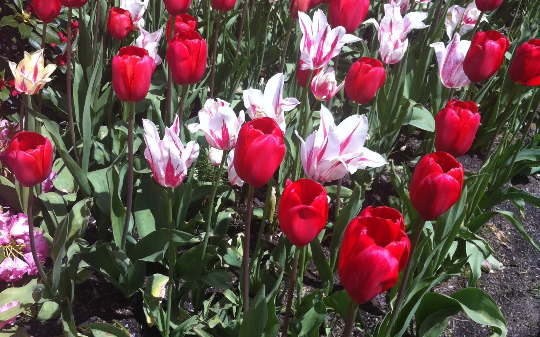 May 23rd – A Parade of Tulips {Everyday Beauty}