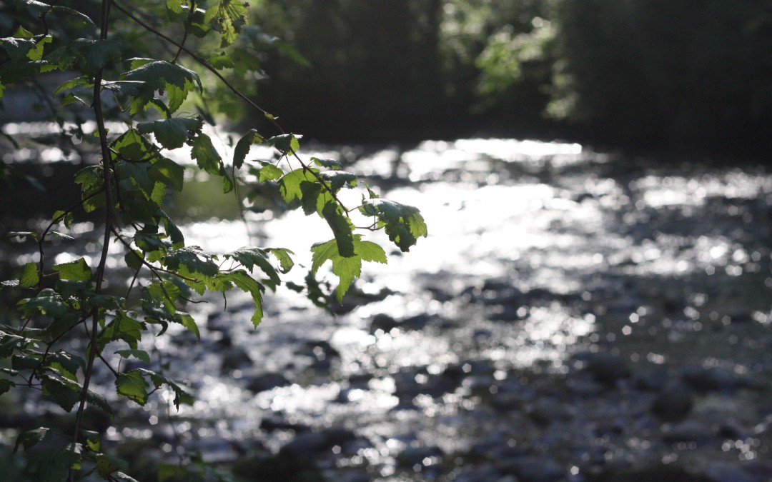 June 29th – Evening Picnics by the Creek {Everyday Beauty}