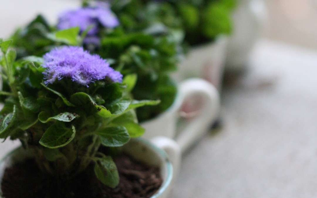 July 4th – Teacup Fairy Gardens {Everyday Beauty}