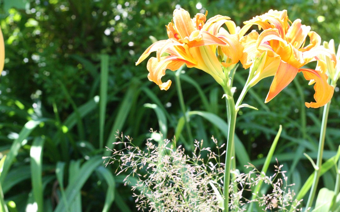 July 9th – Bursts of Orange & Sunshine {Everyday Beauty}